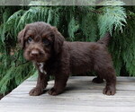 Small #1 Labradoodle