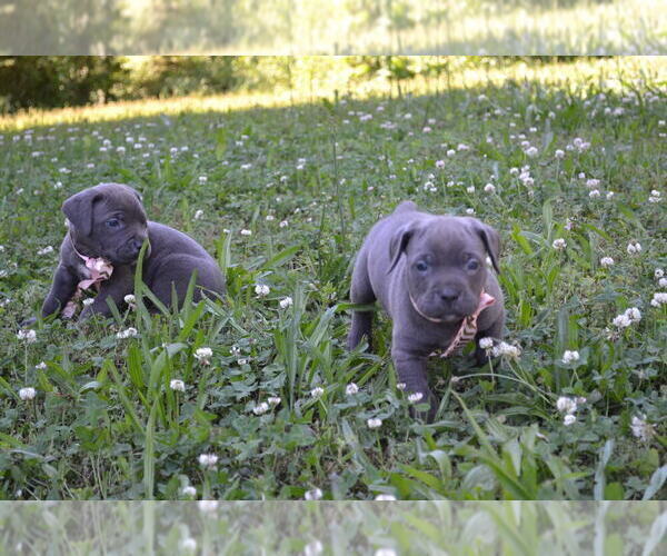 Medium Photo #5 Cane Corso Puppy For Sale in BROOK COVE, NC, USA