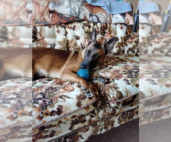 Medium Photo #4 Mutt Puppy For Sale in Imlay City, MI, USA