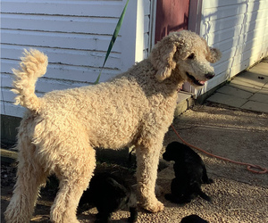 Father of the Labradoodle puppies born on 01/30/2022
