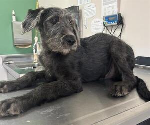 Irish Wolfhound-Unknown Mix Dogs for adoption in Placerville, CA, USA