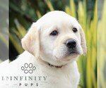 Small #4 Labrador Retriever