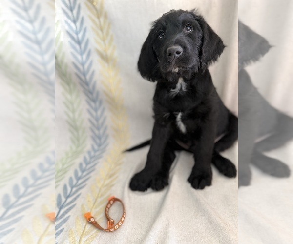 Medium Photo #7 Labradoodle Puppy For Sale in PRESCOTT VALLEY, AZ, USA