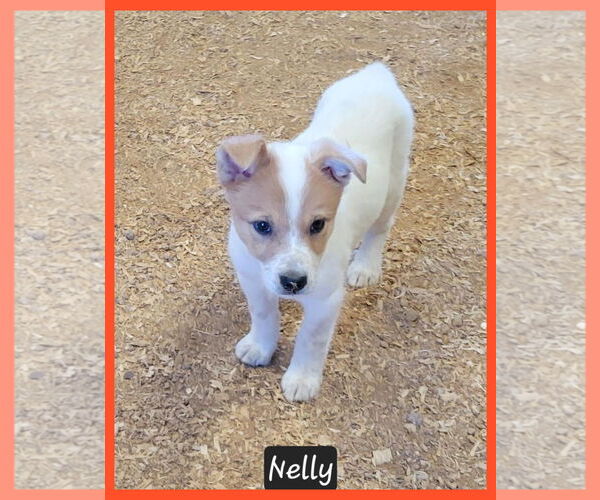 Medium Photo #1 Border Collie-Unknown Mix Puppy For Sale in Granbury, TX, USA