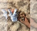 Puppy Jasper Australian Shepherd