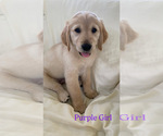 Small Photo #8 Golden Retriever Puppy For Sale in CONWAY, SC, USA