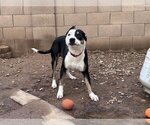 Small Photo #2 American Bulldog-Staffordshire Bull Terrier Mix Puppy For Sale in Chandler, AZ, USA