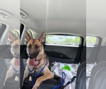 Small #2 German Shepherd Dog