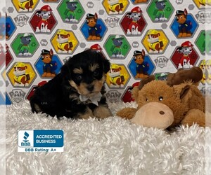 Miniature Schnauzzie-Poodle (Toy) Mix Puppy for sale in WINNSBORO, LA, USA