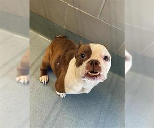 Bullypit Dogs for adoption in Baytown, TX, USA