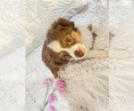 Small Photo #1 Miniature Australian Shepherd Puppy For Sale in DENHAM SPRINGS, LA, USA