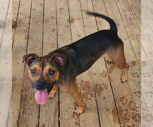 260746  Cubbie - Female American Pit Bull Terrier-German Shepherd Dog Mix Dog for Adoption - Photo #2