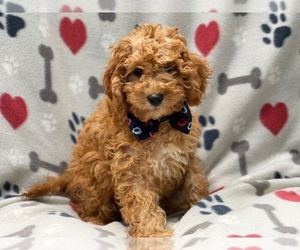 Cavapoo Puppy for sale in LAKELAND, FL, USA
