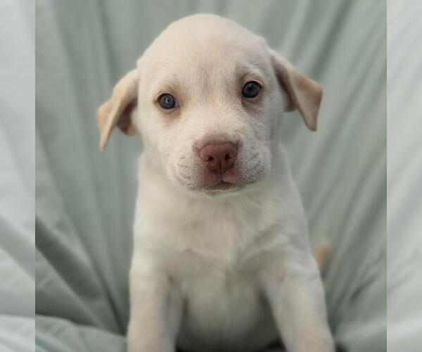 Medium Photo #1 Labrador Retriever-Unknown Mix Puppy For Sale in San Diego, CA, USA