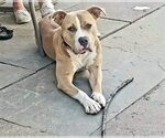 Small Photo #10 American Pit Bull Terrier-Unknown Mix Puppy For Sale in Lockport, NY, USA