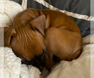 Delilah III - Female Boxer Dog for Adoption - Photo #3
