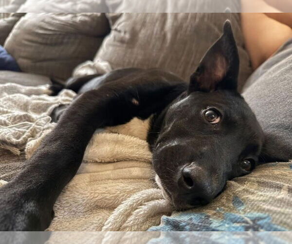Medium Photo #25 Labrador Retriever-Unknown Mix Puppy For Sale in OKLAHOMA CITY, OK, USA