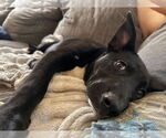Small #24 Labrador Retriever Mix