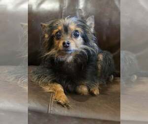 Chihuahua-Unknown Mix Dogs for adoption in Cuba, NY, USA