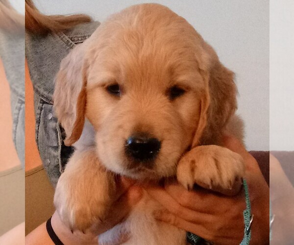 Medium Photo #3 Golden Retriever Puppy For Sale in MERRILL, OR, USA