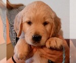 Small Photo #3 Golden Retriever Puppy For Sale in MERRILL, OR, USA