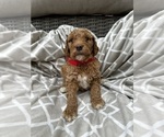 Puppy Piper Poodle (Standard)