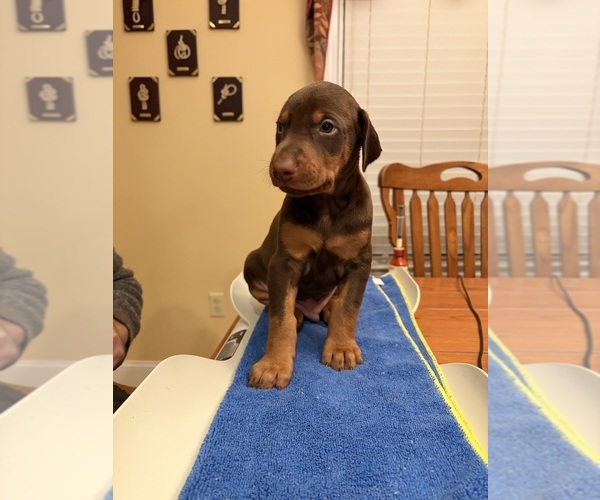 Medium Photo #1 Doberman Pinscher Puppy For Sale in PECK, KS, USA