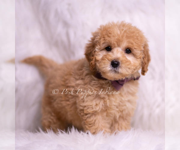 Medium Photo #106 Goldendoodle (Miniature) Puppy For Sale in WARSAW, IN, USA