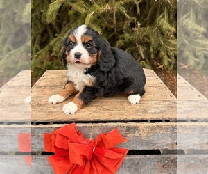 Bernese Mountain Dog-Cavalier King Charles Spaniel Mix Puppy for sale in MIDDLEBURY, IN, USA