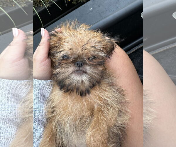 Medium Photo #3 Brussels Griffon Puppy For Sale in Wheaton, IL, USA