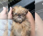 Small #2 Brussels Griffon