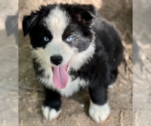 Miniature Australian Shepherd Puppy for sale in HAPPY VALLEY, NC, USA