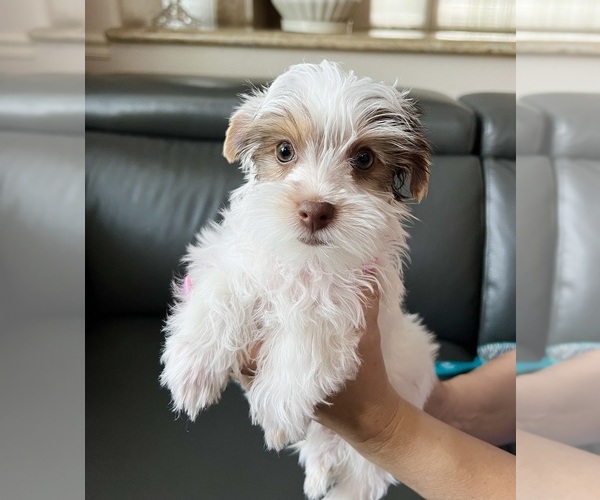 Medium Photo #5 Yorkshire Terrier Puppy For Sale in ROCKLIN, CA, USA