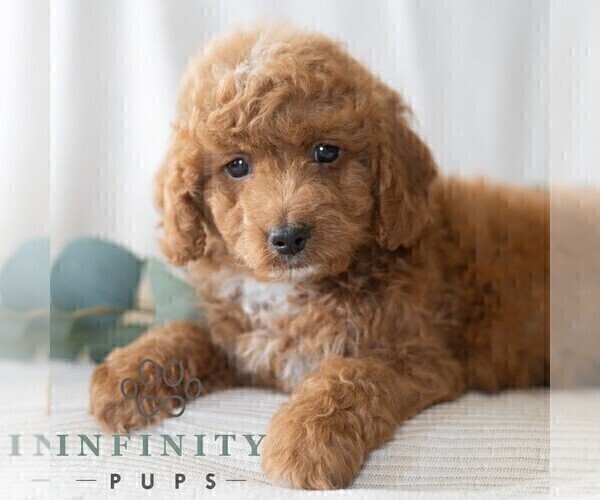Medium Photo #1 Poodle (Miniature) Puppy For Sale in DORNSIFE, PA, USA