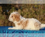 Small #5 Goldendoodle (Miniature)