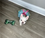 Small #2 French Bulldog