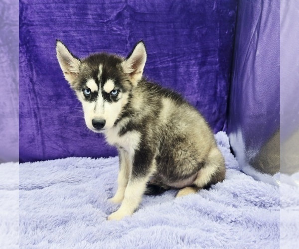 Medium Photo #2 Siberian Husky Puppy For Sale in SANDY HOOK, KY, USA
