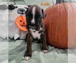 Puppy Ares Boxer