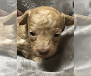 Poodle (Miniature) Puppy for sale in COLERIDGE, NC, USA