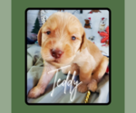 Puppy Teddy Goldendoodle-Labrador Retriever Mix