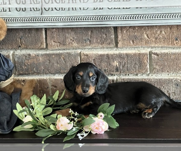 Medium Photo #2 Dachshund Puppy For Sale in NILES, MI, USA