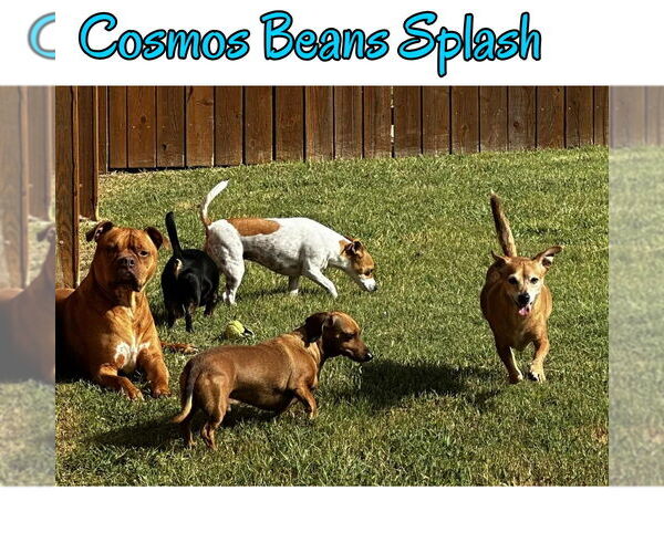 Medium Photo #17 Chiweenie Puppy For Sale in San Antonio, TX, USA