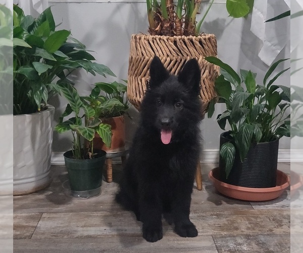 Medium Photo #5 German Shepherd Dog Puppy For Sale in COUCH, MO, USA