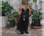 Small #4 German Shepherd Dog