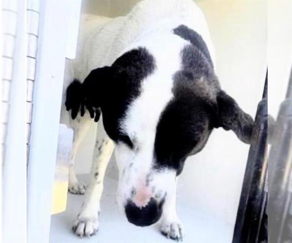 Medium Photo #1 Labrador Retriever-Unknown Mix Puppy For Sale in Houston, TX, USA