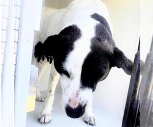 Labrador Retriever-Unknown Mix Dogs for adoption in Houston, TX, USA