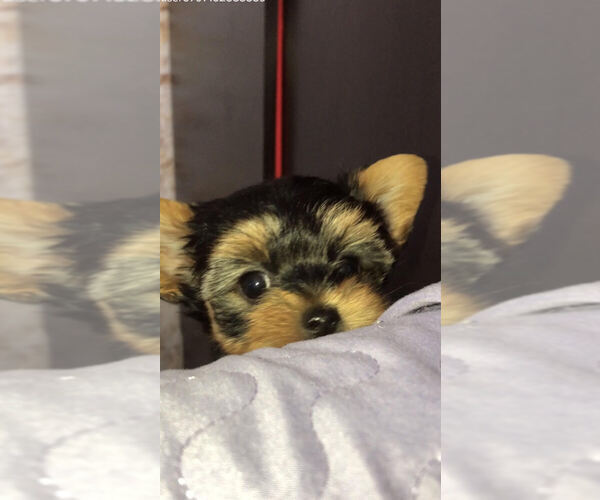Medium Photo #5 Yorkshire Terrier Puppy For Sale in BETHLEHEM, GA, USA