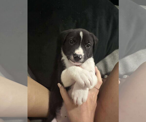 Medium Photo #2 Labrador Retriever Puppy For Sale in The Woodlands, TX, USA