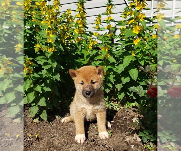 Medium Photo #1 Shiba Inu Puppy For Sale in EDINA, MO, USA