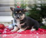Puppy Peter Mutt-Pembroke Welsh Corgi Mix